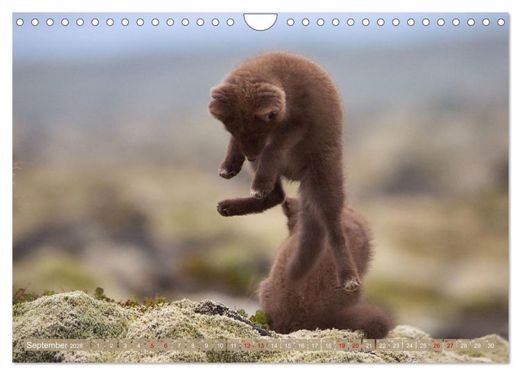 Produktbild: Polarfuchs-Welpen (Wandkalender 2026 DIN A4 quer), CALVENDO Monatskalender