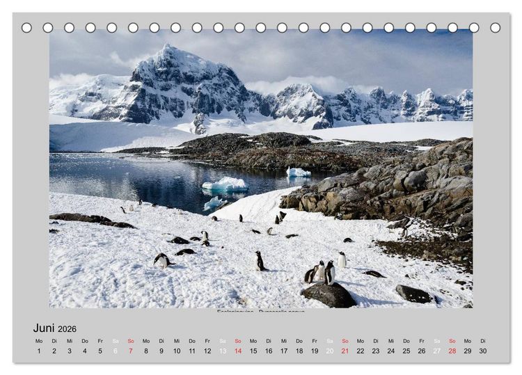 Produktbild: Tierleben in der Antarktis (Tischkalender 2026 DIN A5 quer), CALVENDO Monatskalender