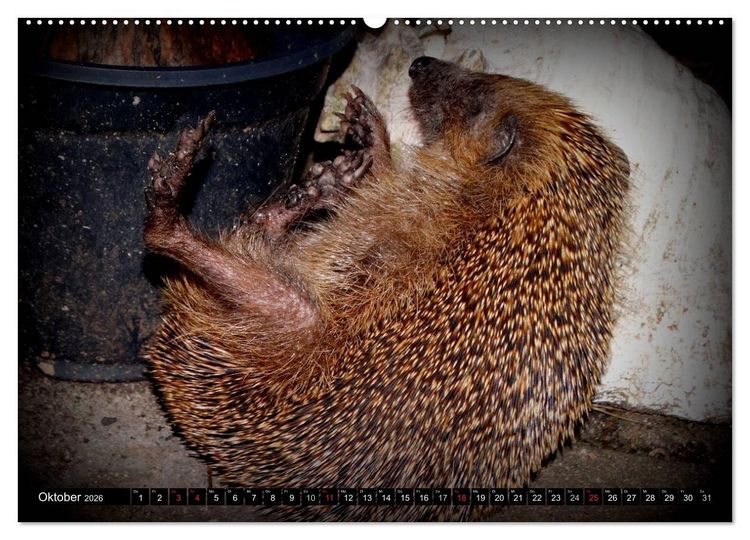 Produktbild: Meine Igel (Wandkalender 2026 DIN A2 quer), CALVENDO Monatskalender