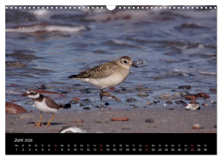 Produktbild: Limikolen Watv&ouml;gel auf dem Zug (Wandkalender 2026 DIN A3 quer), CALVENDO Monatskalender