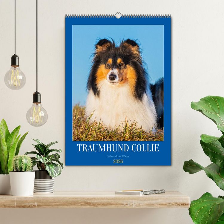 Produktbild: Traumhund Collie - Liebe auf vier Pfoten (Wandkalender 2026 DIN A2 hoch), CALVENDO Monatskalender