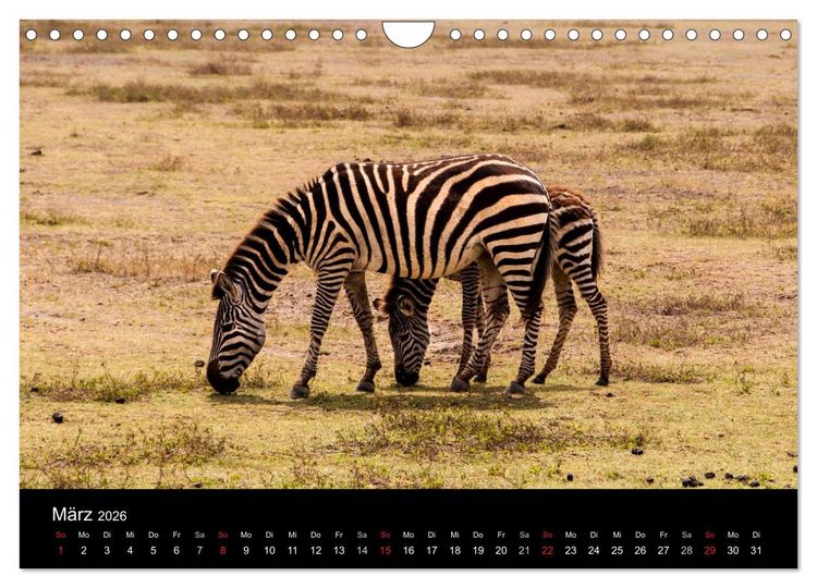 Produktbild: Wildes Afrika (Wandkalender 2026 DIN A4 quer), CALVENDO Monatskalender