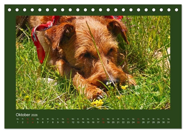 Produktbild: Kelly, der Irish Terrier - innen und au&szlig;en aus Gold (Tischkalender 2026 DIN A5 quer), CALVENDO Monatskalender
