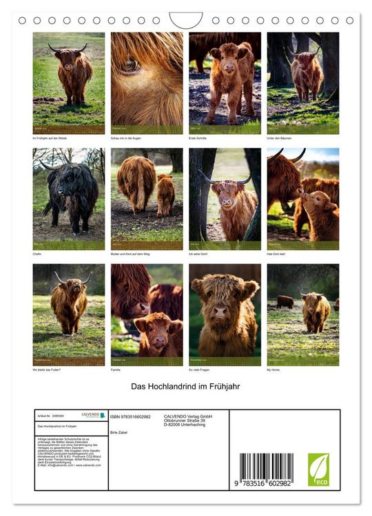 Produktbild: Das Hochlandrind im Fr&uuml;hjahr (Wandkalender 2026 DIN A4 hoch), CALVENDO Monatskalender