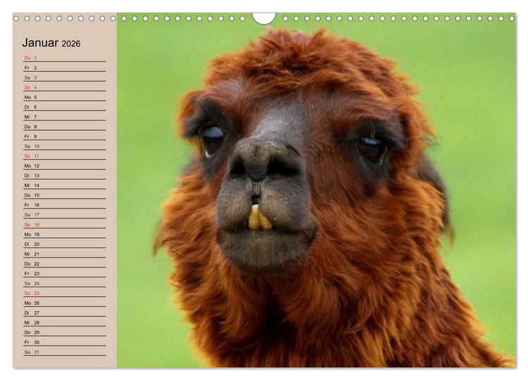 Produktbild: Alpakas und Lamas (Wandkalender 2026 DIN A3 quer), CALVENDO Monatskalender