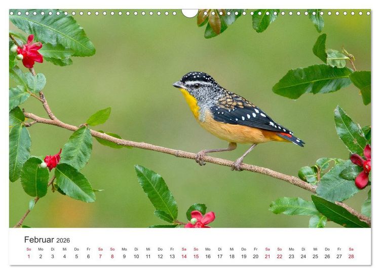 Produktbild: Singv&ouml;gel aus Australien (Wandkalender 2026 DIN A3 quer), CALVENDO Monatskalender