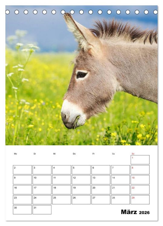 Produktbild: S&uuml;&szlig;e Esel. Langohren zum Verlieben (Tischkalender 2026 DIN A5 hoch), CALVENDO Monatskalender
