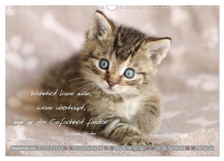 Produktbild: Katzenkinder - zauberhafte Wesen (Wandkalender 2026 DIN A3 quer), CALVENDO Monatskalender