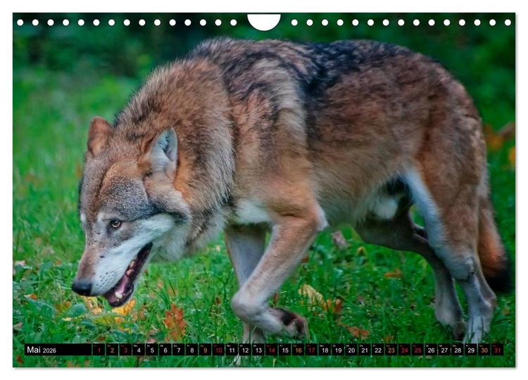 Produktbild: W&ouml;lfe - sie sind wieder da (Wandkalender 2026 DIN A4 quer), CALVENDO Monatskalender