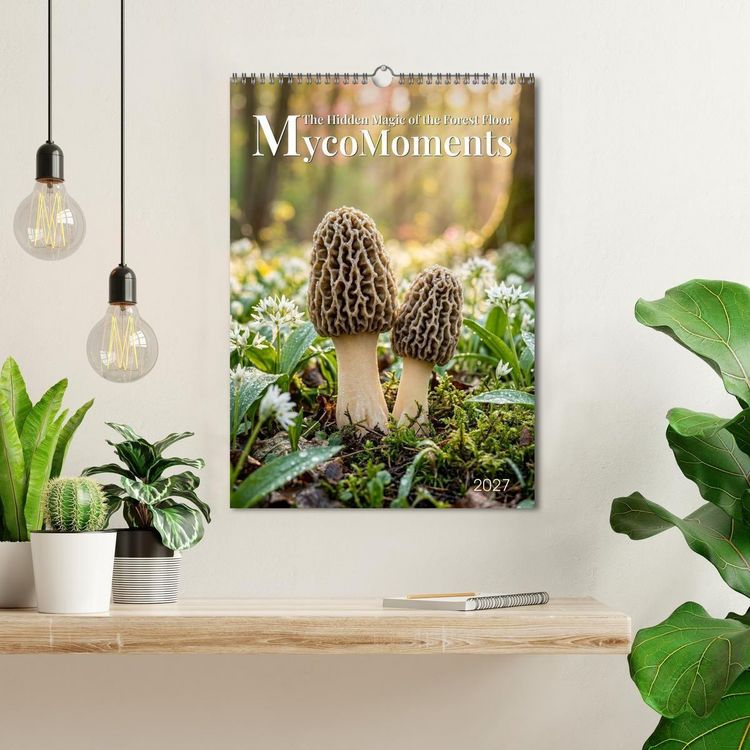 Produktbild: MycoMoments (Wall Calendar 2027 DIN A3 portrait), CALVENDO 12 Month Wall Calendar