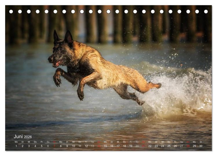 Produktbild: Malinois lieben Wasser (Tischkalender 2026 DIN A5 quer), CALVENDO Monatskalender