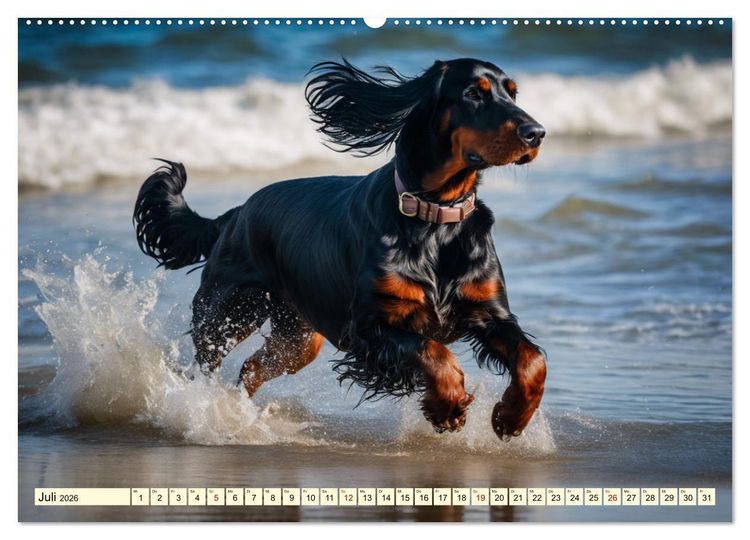 Produktbild: Gordon Setter - elegantes Kraftpaket (hochwertiger Premium Wandkalender 2026 DIN A2 quer), Kunstdruck in Hochglanz