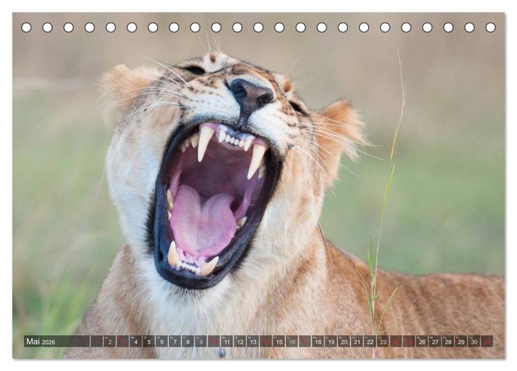 Produktbild: Raubkatzen Afrikas (Tischkalender 2026 DIN A5 quer), CALVENDO Monatskalender