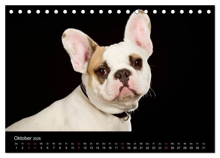 Produktbild: Dogs (Tischkalender 2026 DIN A5 quer), CALVENDO Monatskalender