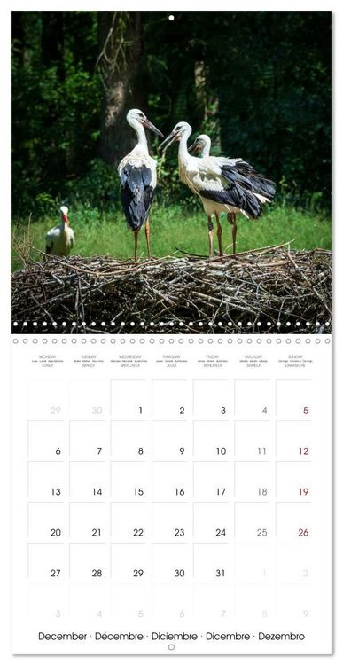 Produktbild: Whispers of Wings (Wall Calendar 2027 12 &times; 12 Inch) CALVENDO 12 Month Wall Calendar
