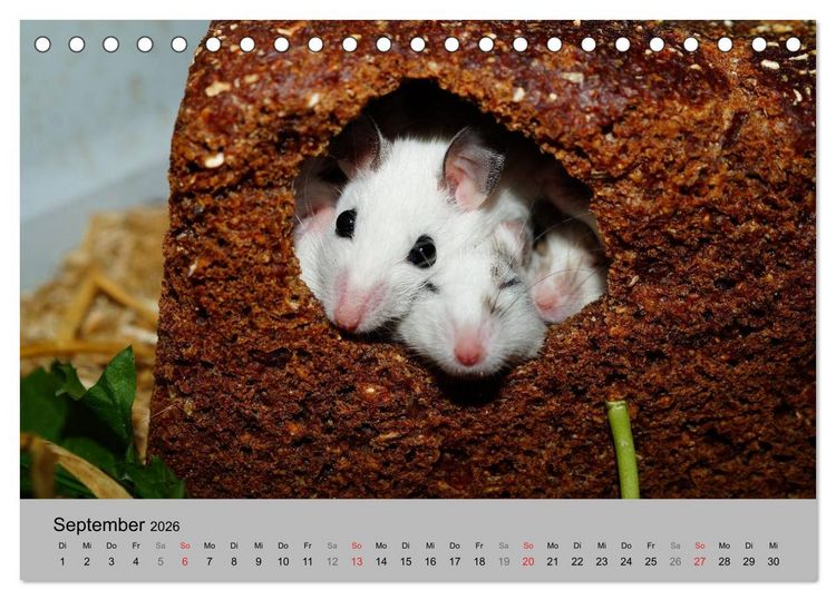 Produktbild: Mausebande (Tischkalender 2026 DIN A5 quer), CALVENDO Monatskalender