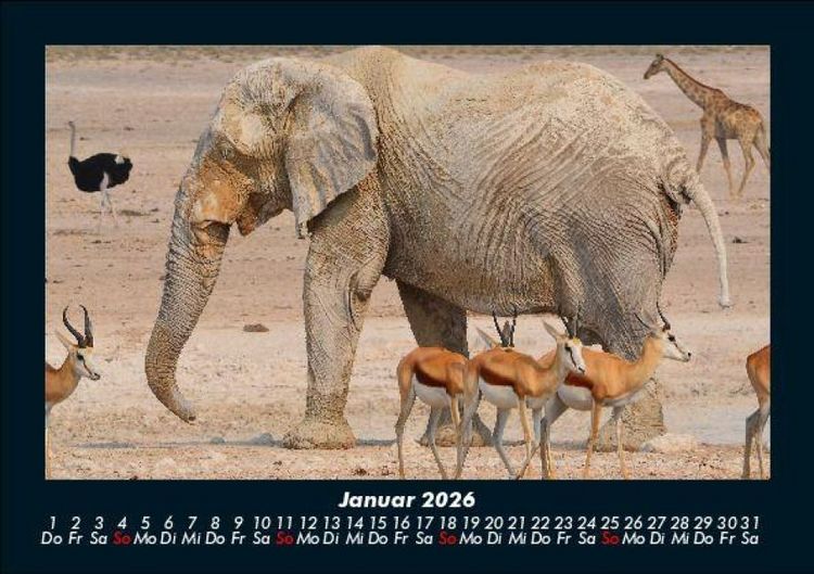 Produktbild: Elefanten - Die sanften Riesen Afrikas 2026 Fotokalender DIN A5