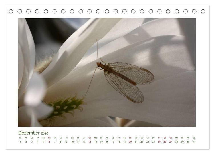 Produktbild: Heimische Insekten 2026 (Tischkalender 2026 DIN A5 quer), CALVENDO Monatskalender