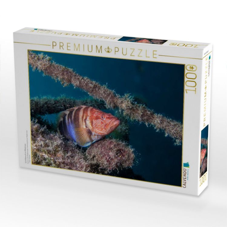 Produktbild: CALVENDO Puzzle Schriftbarsch im Mittelmeer | 1000 Teile Lege-Gr&ouml;&szlig;e 64x48cm Foto-Puzzle f&uuml;r gl&uuml;ckliche Stunden