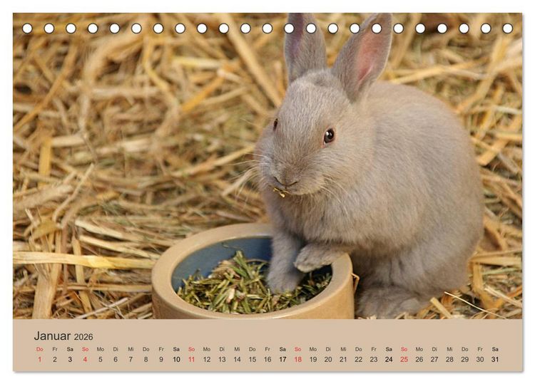 Produktbild: Rex - Kaninchen (Tischkalender 2026 DIN A5 quer), CALVENDO Monatskalender