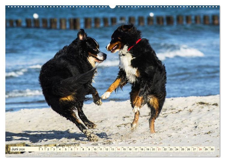 Produktbild: Berner Sennenhunde am Strand (Wandkalender 2026 DIN A2 quer), CALVENDO Monatskalender