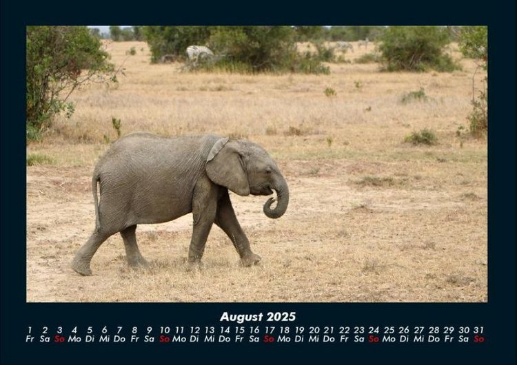 Produktbild: Der Elefantenkalender 2025 Fotokalender DIN A4