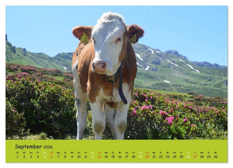 Produktbild: K&uuml;he - Sch&ouml;nheiten der Alpen (Wandkalender 2026 DIN A3 quer), CALVENDO Monatskalender