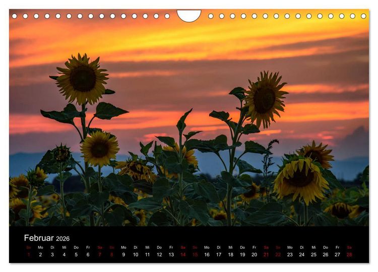 Produktbild: Blumen der Sonne (Wandkalender 2026 DIN A4 quer), CALVENDO Monatskalender