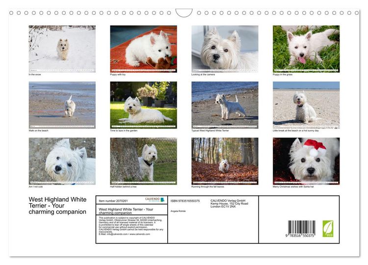 Produktbild: West Highland White Terrier - Your charming companion (Wall Calendar 2026 DIN A3 landscape), CALVENDO 12 Month Wall Calendar