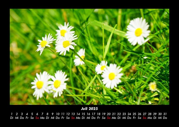 Produktbild: Blumentr&auml;ume 2025 Fotokalender DIN A3