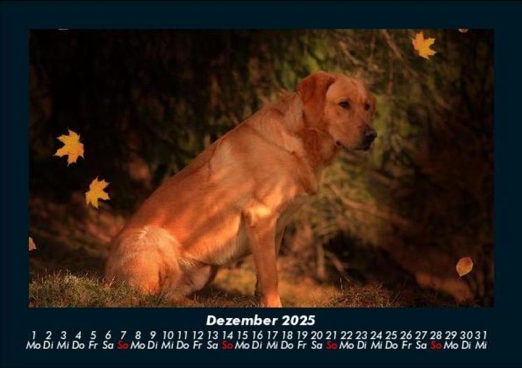 Produktbild: Hundezauber 2025 Fotokalender DIN A5