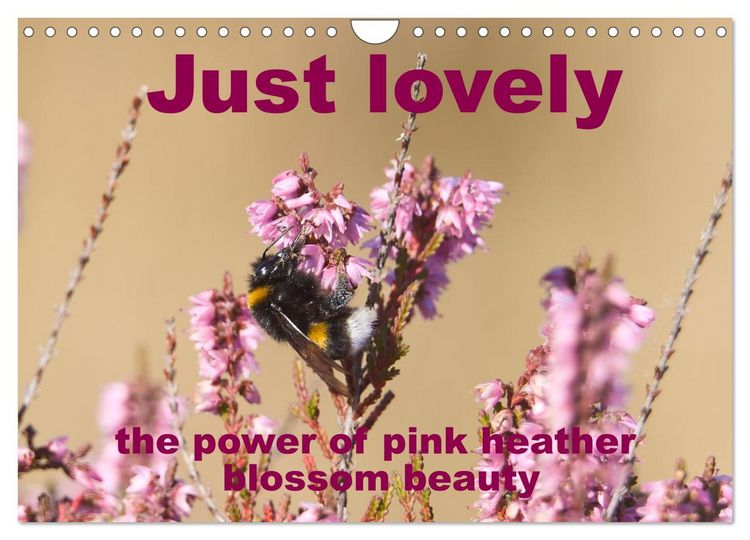 Produktbild: Just lovely - the power of pink heather blossom beauty (Wall Calendar 2026 DIN A4 landscape), CALVENDO 12 Month Wall Calendar
