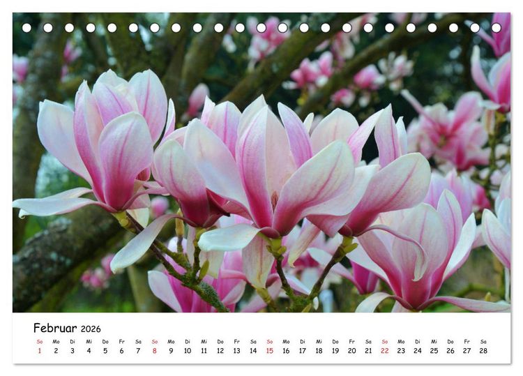 Produktbild: Mein Garten Eine Leidenschaft (Tischkalender 2026 DIN A5 quer), CALVENDO Monatskalender