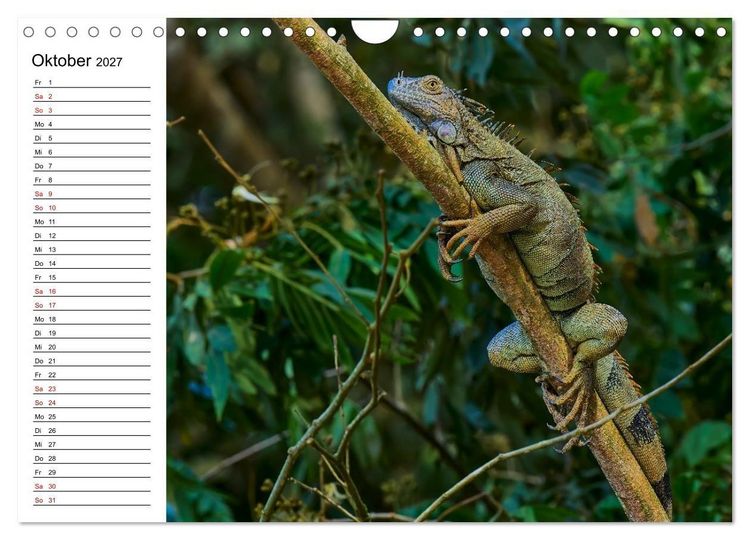 Produktbild: Costa Rica &ndash; Tierparadies im Regenwald (Wandkalender 2027 DIN A4 quer), CALVENDO Monatskalender