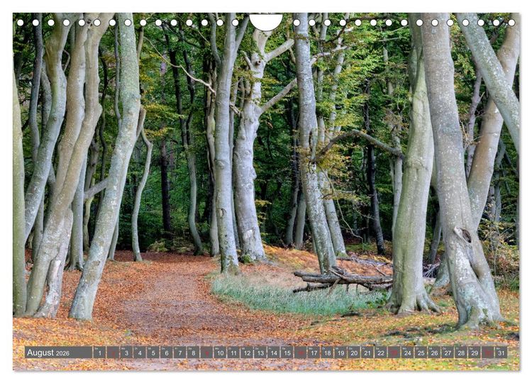 Produktbild: Dar&szlig;-Zingst Naturimpressionen (Wandkalender 2026 DIN A4 quer), CALVENDO Monatskalender
