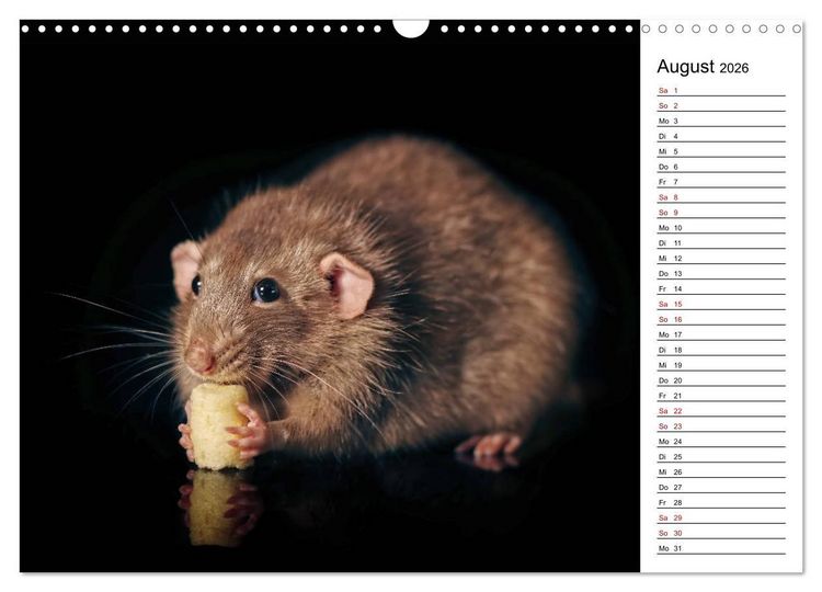 Produktbild: Ratten. Kleine Nager, gro&szlig;es Herz. (Wandkalender 2026 DIN A3 quer), CALVENDO Monatskalender