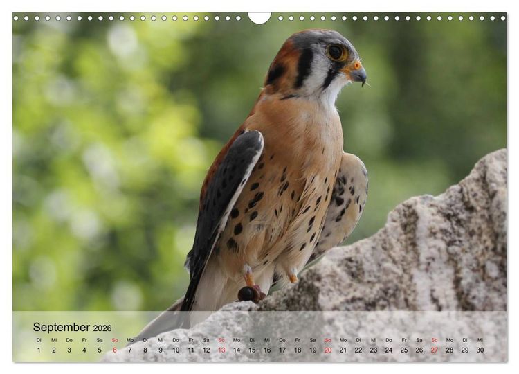 Produktbild: Falken und Greifv&ouml;gel. Edle J&auml;ger (Wandkalender 2026 DIN A3 quer), CALVENDO Monatskalender