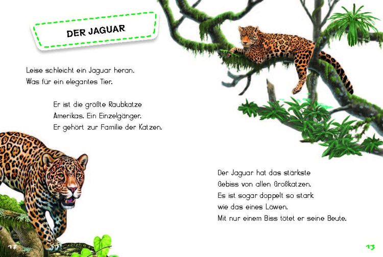 Produktbild: Bunter Regenwald