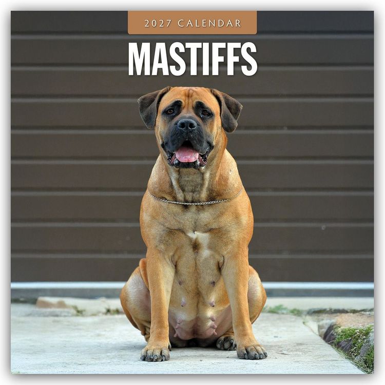 Produktbild: Mastiffs &ndash; Mastiff 2027 &ndash; 16-Monatskalender