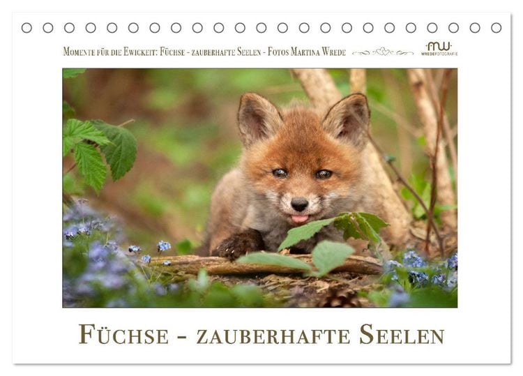 Produktbild: F&uuml;chse - zauberhafte Seelen (Tischkalender 2026 DIN A5 quer), CALVENDO Monatskalender