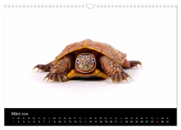 Produktbild: Reptilien & Co. (Wandkalender 2026 DIN A3 quer), CALVENDO Monatskalender