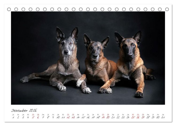 Produktbild: Traumhund Malinois (Tischkalender 2026 DIN A5 quer), CALVENDO Monatskalender