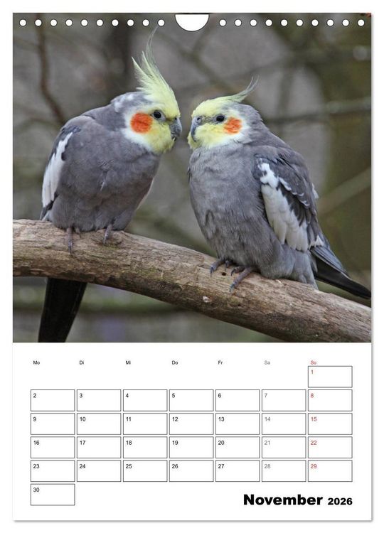 Produktbild: Papageien - Graupapagei, Rosella und Co. (Wandkalender 2026 DIN A4 hoch), CALVENDO Monatskalender