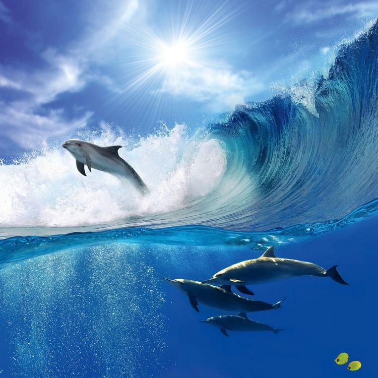 Produktbild: Delfine / Dolphins 2027