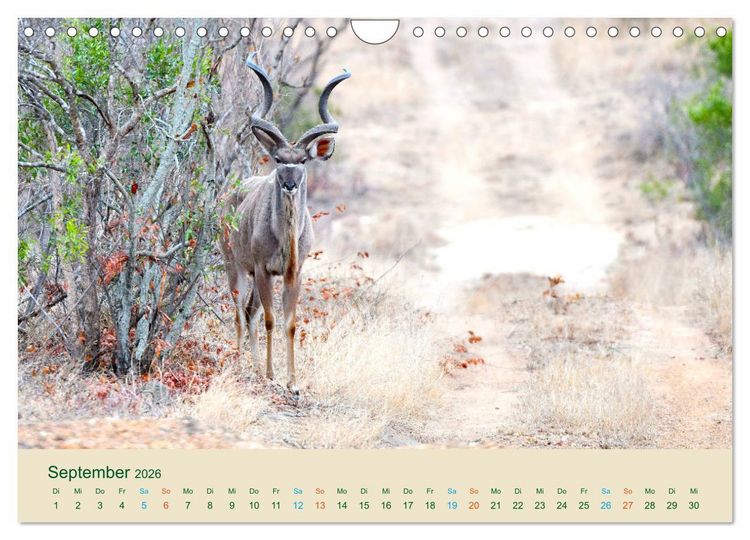 Produktbild: Antilopen, sch&ouml;n und schnell (Wandkalender 2026 DIN A4 quer), CALVENDO Monatskalender