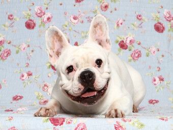 Produktbild: CALVENDO Puzzle Franz&ouml;sische Bulldogge / French Bulldog | 1000 Teile Lege-Gr&ouml;&szlig;e 64x48cm Foto-Puzzle f&uuml;r gl&uuml;ckliche Stunden