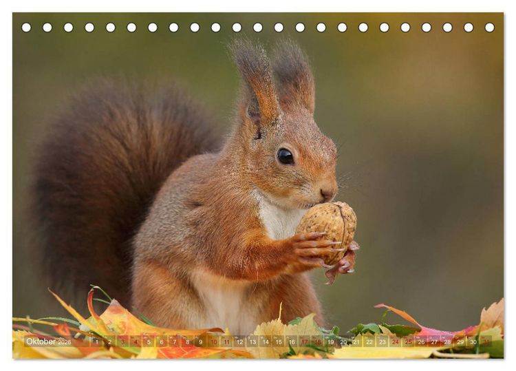 Produktbild: Eichh&ouml;rnchen in zauberhaften Posen (Tischkalender 2026 DIN A5 quer), CALVENDO Monatskalender