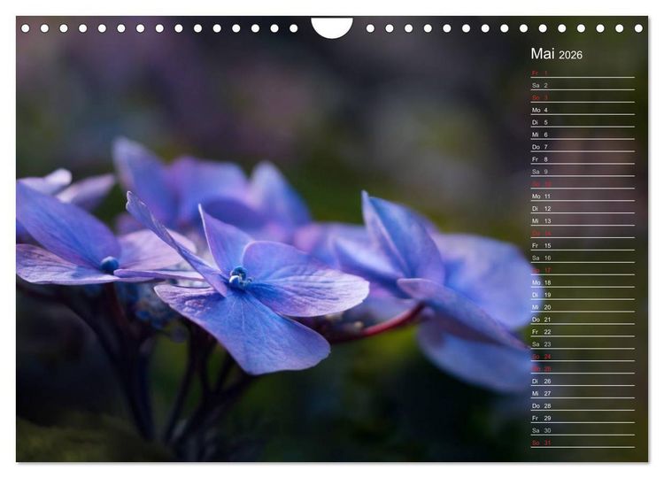 Produktbild: Die Hortensie und ihre vielen Gesichter (Wandkalender 2026 DIN A4 quer), CALVENDO Monatskalender