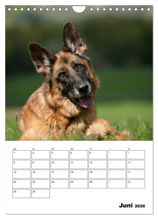 Produktbild: Deutsche Sch&auml;ferhunde - Seelentr&ouml;ster auf vier Pfoten (Wandkalender 2026 DIN A4 hoch), CALVENDO Monatskalender