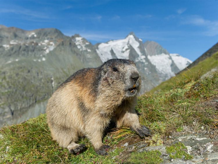 Produktbild: Murmel mit Gro&szlig;glockner (Puzzle)